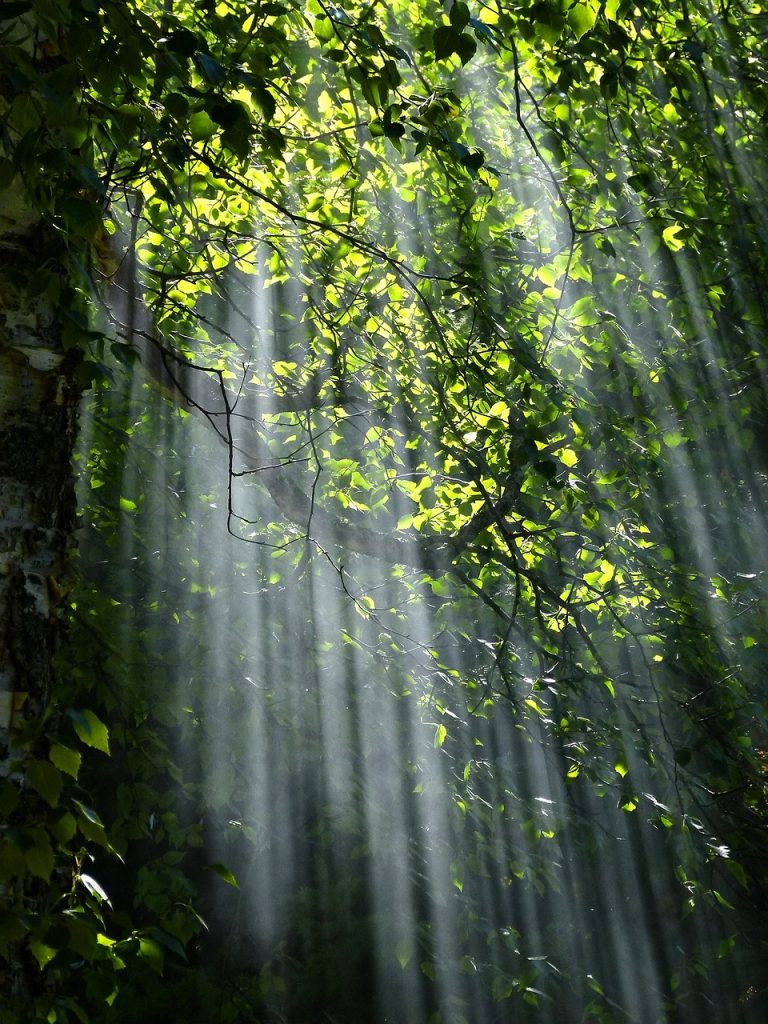 forest, trees, sunlight pixabay