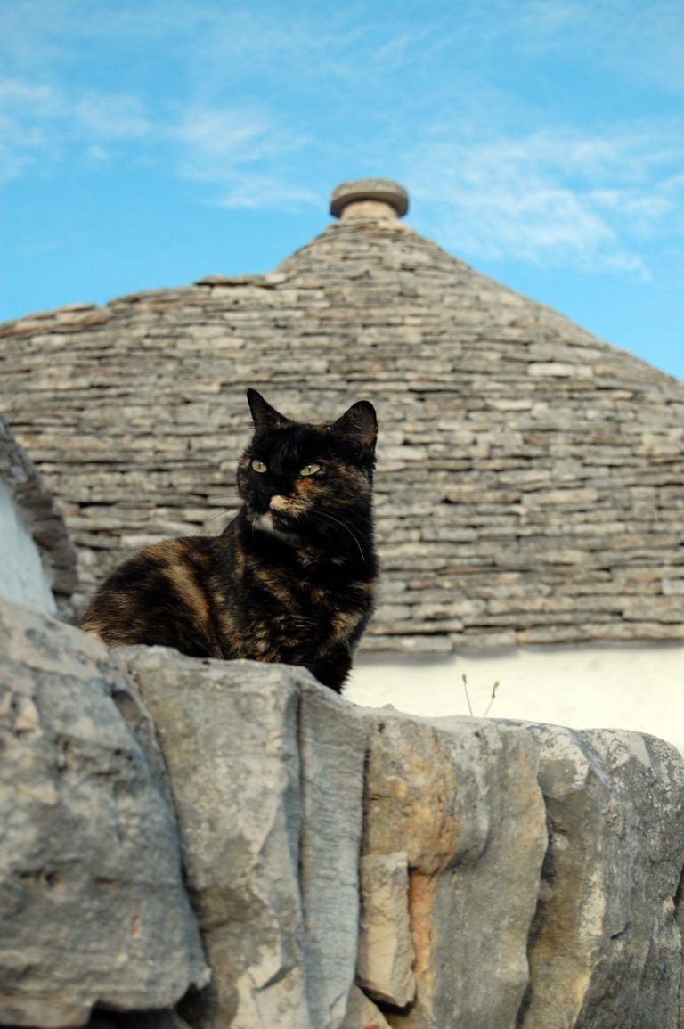 ITALIE, LES POUILLES, PUGLIA, alberobello, cat, trulli