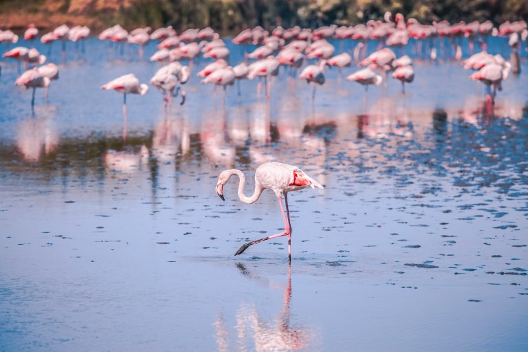 Flamants Roses en Camargue française, Provence FRANCE