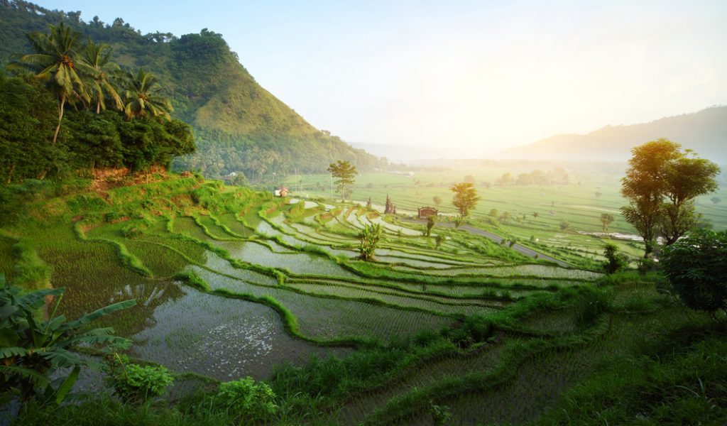 INDONESIE BALI RIZIERES