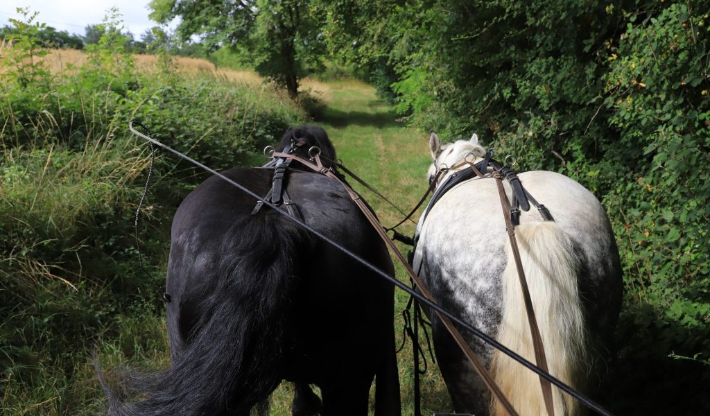 Belleme Belleme attelages 01 07 2020©j.e Rubio-CD61-2020 (55)